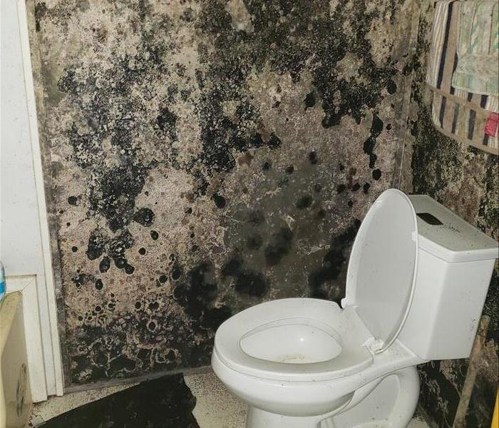 mold growth behind drywall in bathroom with white toilet